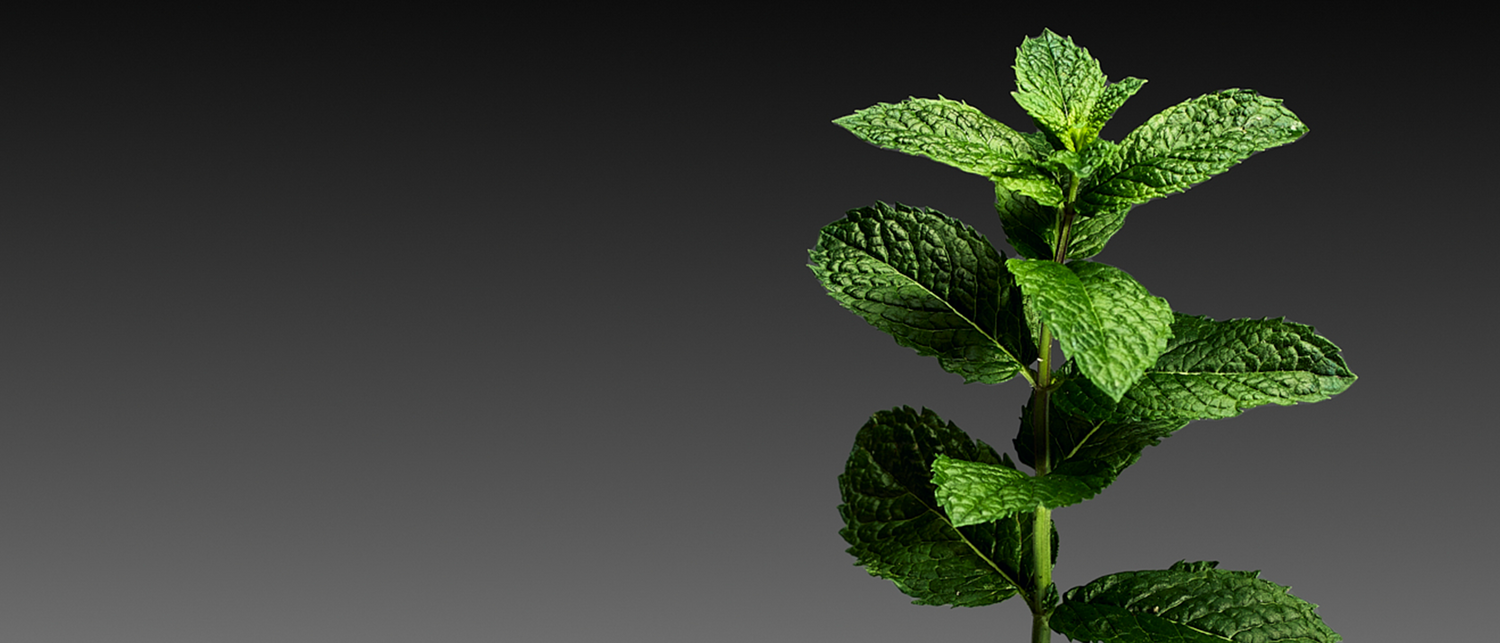 Fresh green peppermint leaves on a dark gray gradient background