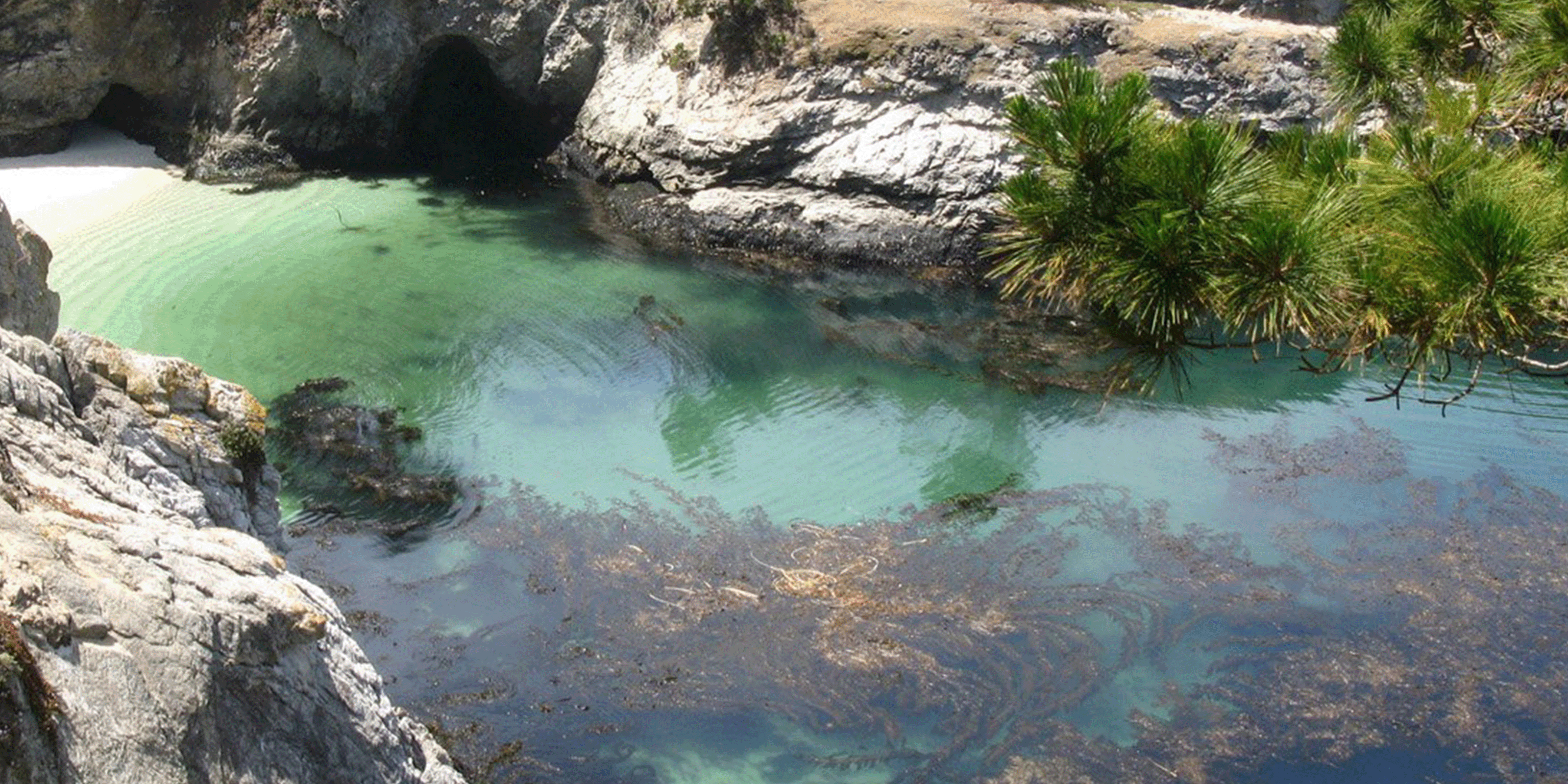 Rocky coastal cove with clear turquoise water, seaweed, and overhanging pine branches